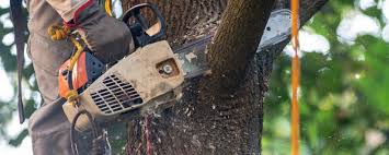 Best Pest Control for Lawns  in De Smet, SD