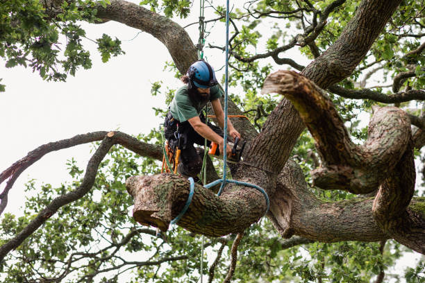 Best Tree Preservation Services  in De Smet, SD