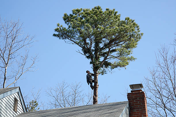 Best Tree Cabling and Bracing  in De Smet, SD
